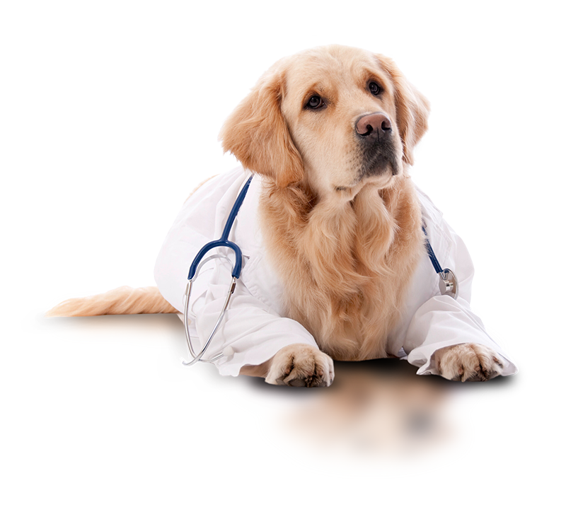 dog2